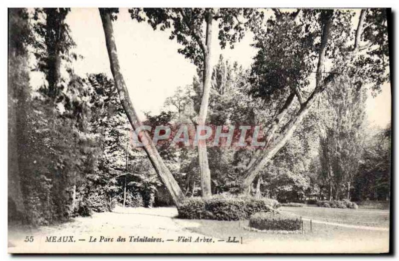 Old Postcard Meaux Trinitarians Old tree The Park