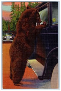 c1930's Hold Up Bear Yellowstone National Park Wyoming WY Vintage Postcard