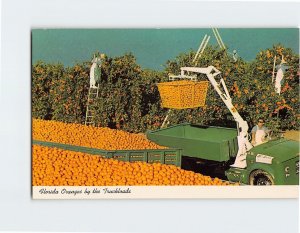 Postcard Florida Oranges by the Truckloads, Florida