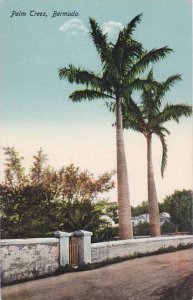 Bermuda Palm Trees