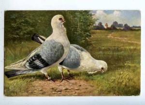 231910 HUNT Pigeon by MULLER Vintage Colorful postcard