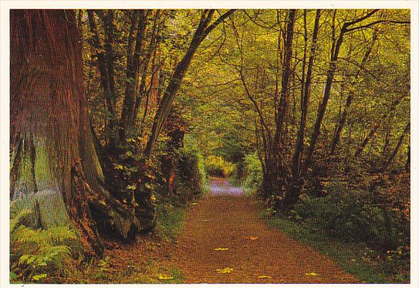 Canada Forest Trail In Stanley Park Vancouver British Columbia