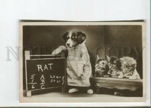 472008 Animal SCHOOL Dressed DOG Collie & CAT Kitten Puppy Vintage PHOTO