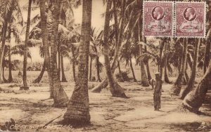 Nigeria Coconut Trees Iddo Ethnic VIntage Postcard 06.39