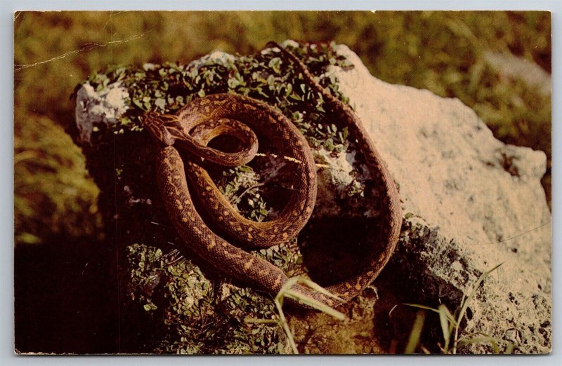 The Habu Poisonous Snake Island Of Okinawa HI Postcard P3