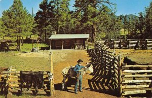 TRAPPER'S CABIN Buffalo Park FLAGSTAFF Arizona c1960s Chrome Vintage Postcard