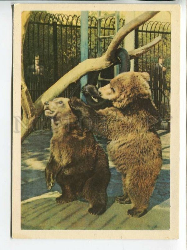 463657 USSR 1965 year Leningrad Zoo bear cubs postcard