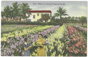 When it's Gladoli Time in Florida Mailed in February 1950