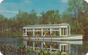 Florida Silver Springs Feeding The Fish 1953