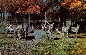 Grants Zebras Catskill Game Farm Catskill New York