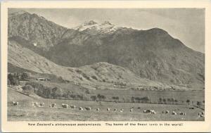 Landscape New Zealand Lambs Pasturelands UNUSED Postcard E51