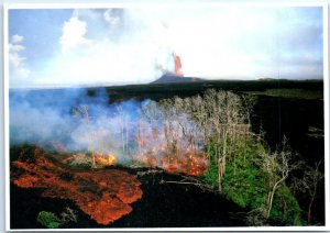 Postcard - The moment of destruction of a small patch of fern and forest, Hawaii