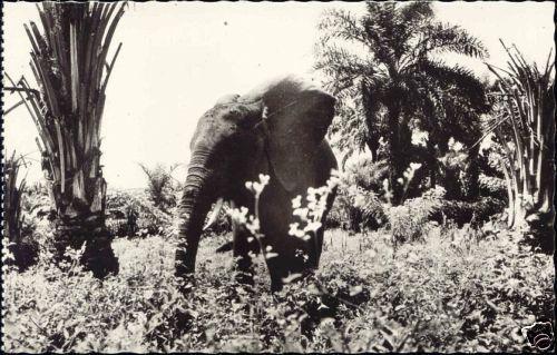 congo brazzaville, ELEPHANT in the Wild (1950s) RPPC