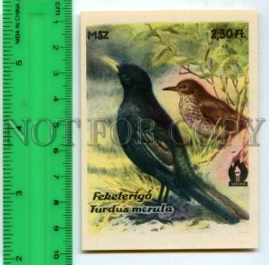 500280 HUNGARY Bird Turdus Merula Vintage match label