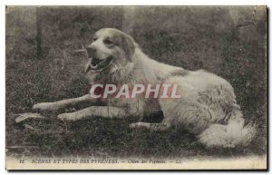 Old Postcard Dog Dogs Pyrenean