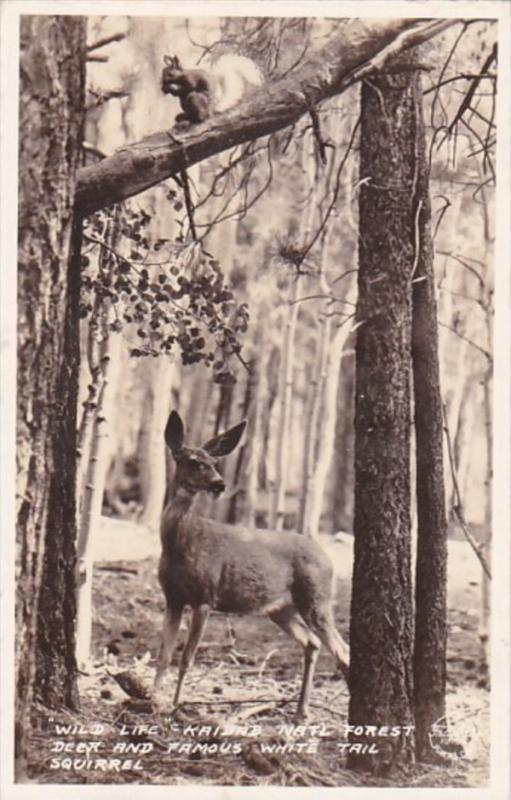 Arizona Kaibab National Forest Deer and White Tail Squirrel 1935 Real Photo