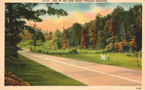 Vintage Postcard 1941 One of the Good Roads Forest Trees Through Tennessee TN