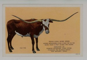 Texas Longhorn Steer