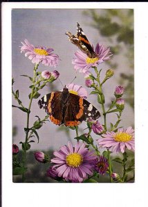 Butterflies on Flowers