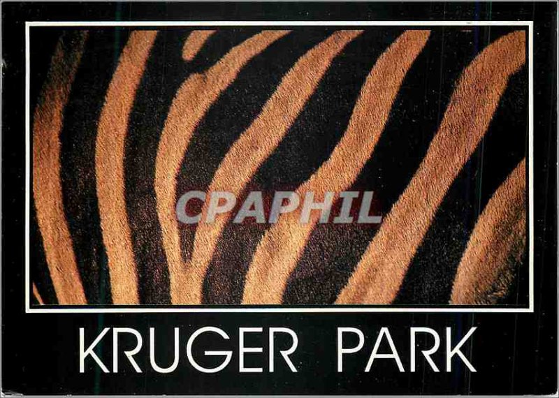 Postcard Modern Zebra Kruger Park