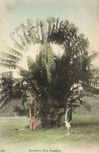 PC CPA SINGAPORE, TRAVELLER'S TREE, Vintage Postcard (b18696)