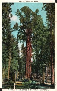 Vintage Postcard 1933 Sequoia National Park General Sherman Tree Giant Forest