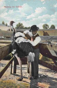 Plucking Feathers Ostrich Farm California 1910c postcard