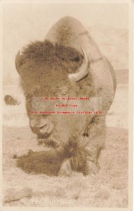Canada, RPPC, Buffalo, Bison, Byron Harmon Photo No 79