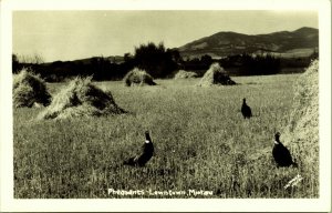 RPPC Pheasants in Hayfield Lewistown Montana Real Photo Postcard French message