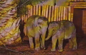 Baby Indian Elephants San Diego Zoo California