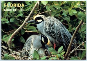 Postcard - Yellow-Crowned Night Herons, Florida