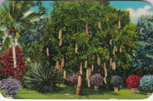Florida Trees The Sausage Tree