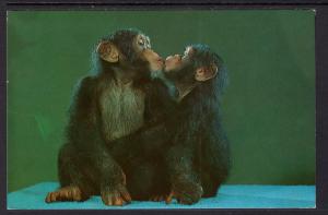 Chimpanzees Kissing