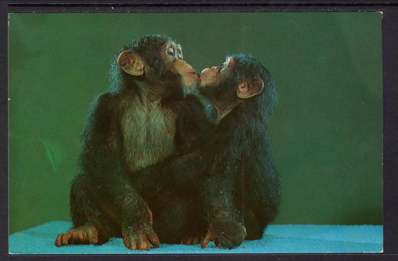 Chimpanzees Kissing