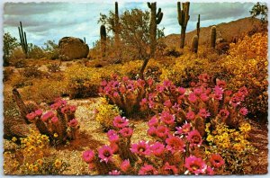 M-45025 Spring in the Heart of Desertland USA