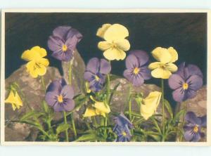 Very Old Foreign Postcard BEAUTIFUL FLOWERS SCENE AA4222