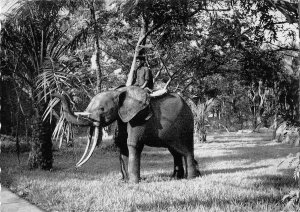 US3891 Le Congo d'Aujourd'Hui Elephant Animal Postcard africa