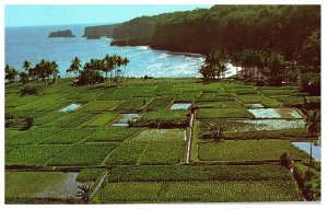Aerial of Taro Fields Grown on the Keanae Peninsula Maui Postcard