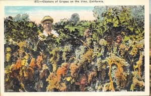 Cluster of Grapes on the Vine Misc California  