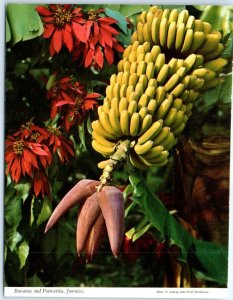 Postcard - Bananas and Poinsettia, Jamaica