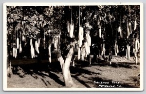 Honolulu Sausage Tree RPPC c1930 Real Photo Postcard L27