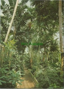 London Postcard - Palm House, Royal Botanic Gardens, Kew RR11610