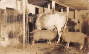 Buxton England Sheep and Cows in Barn Real Photo Vintage Postcard AA74673