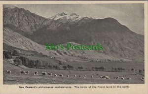 New Zealand Postcard - Sheep, Home of The Finest Lamb in The World RS35773