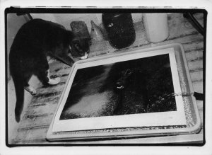 Angry Trapped Black Dog & Bully Cat Tony Mendoza Photo Award Postcard