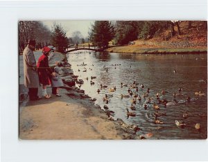 Postcard Forest Park, Porter Lake, Springfield, Massachusetts