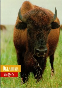 VINTAGE CONTINENTAL SIZE POSTCARD AMERICAN PLAINS BISON