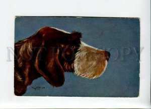 3156584 HUNT Dog GRIFFON by Franz KIEFER Vintage color PC