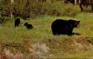 Canada A Mother Black Bear and Cubs