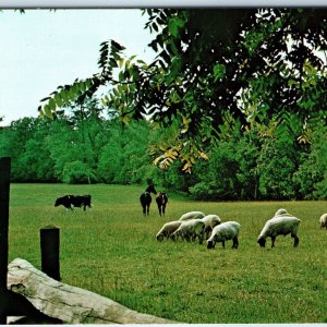 c1960s Westmoreland Co, VA George Washington Birthplace Horses Sheep PC Vtg A240